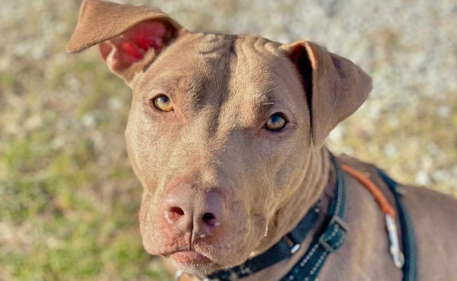 Learn how the company finds animals to feature, along with more about the popular directory. Main Line Animal Rescue Leaders In Animal Welfare