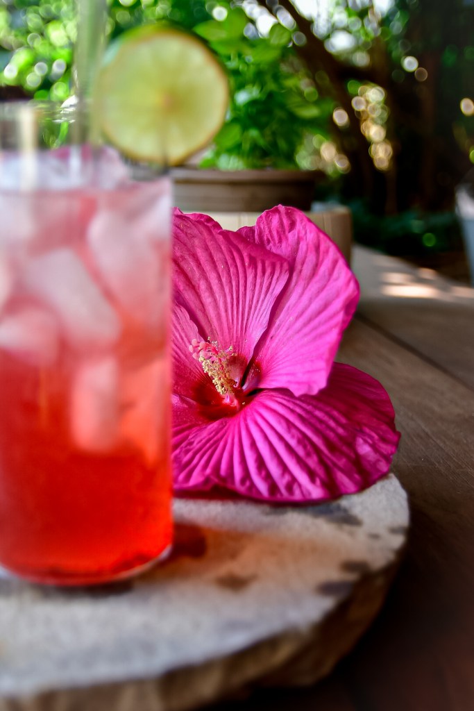 Hibiskusblüte im Fokus vor einem Glas Hibiscus Rum Punch Royale