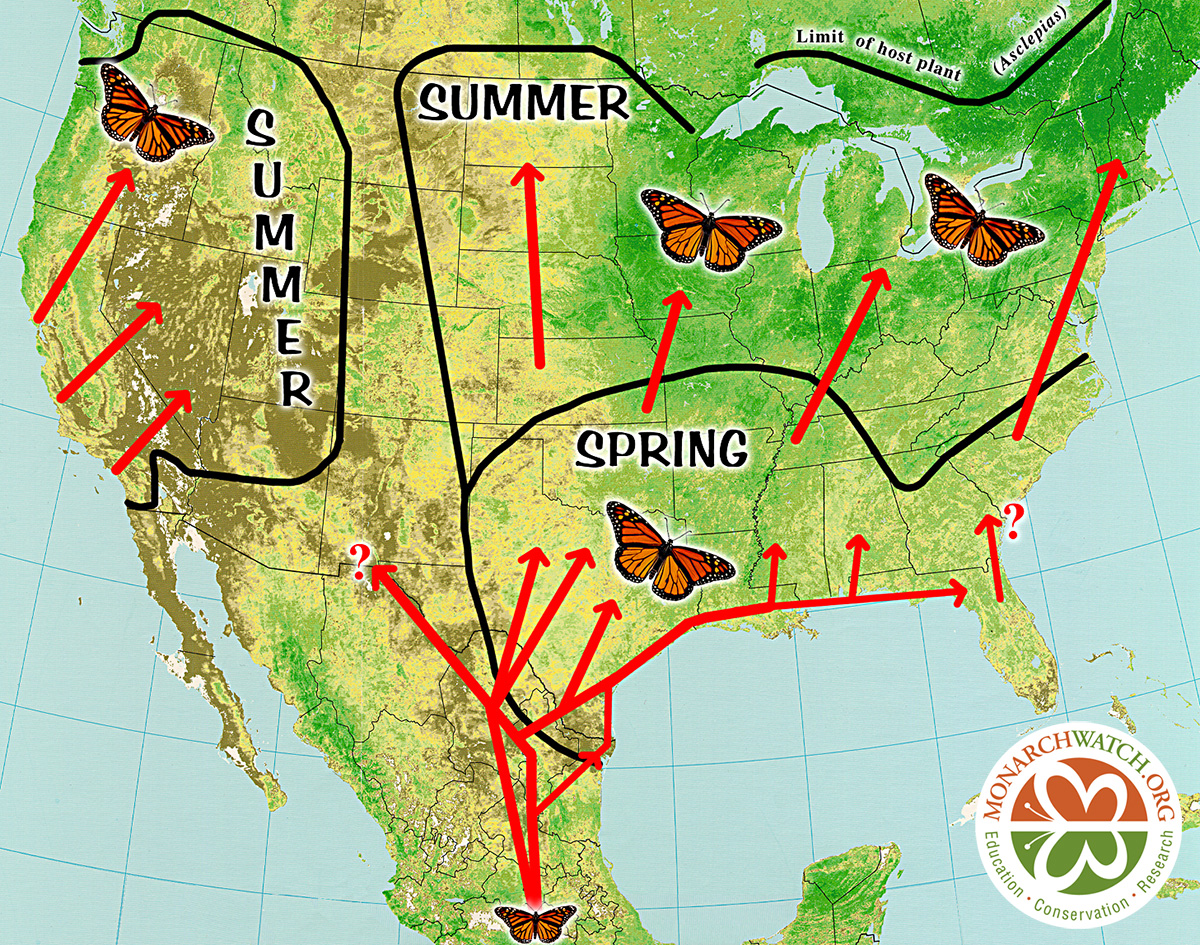 Butterfly Migration Map Monarch Butterfly Ink Dwell Map Spring 