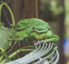Waxy Monkey Tree Frog Cute Frogs Tree Frogs Frog And Toad