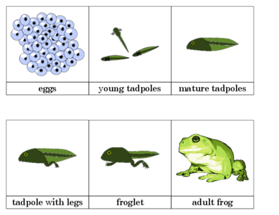 A life cycle repeats itself, or goes in a circle, for . Frog Life Cycle Newsletter