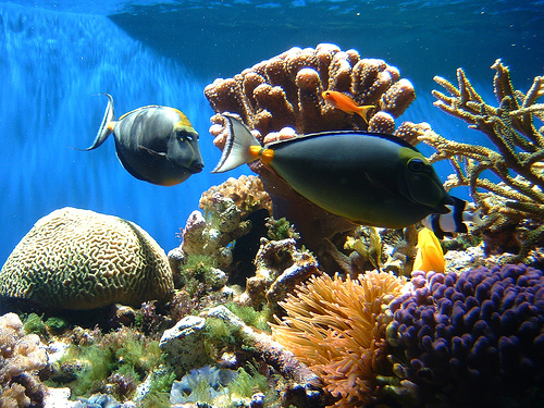 reef