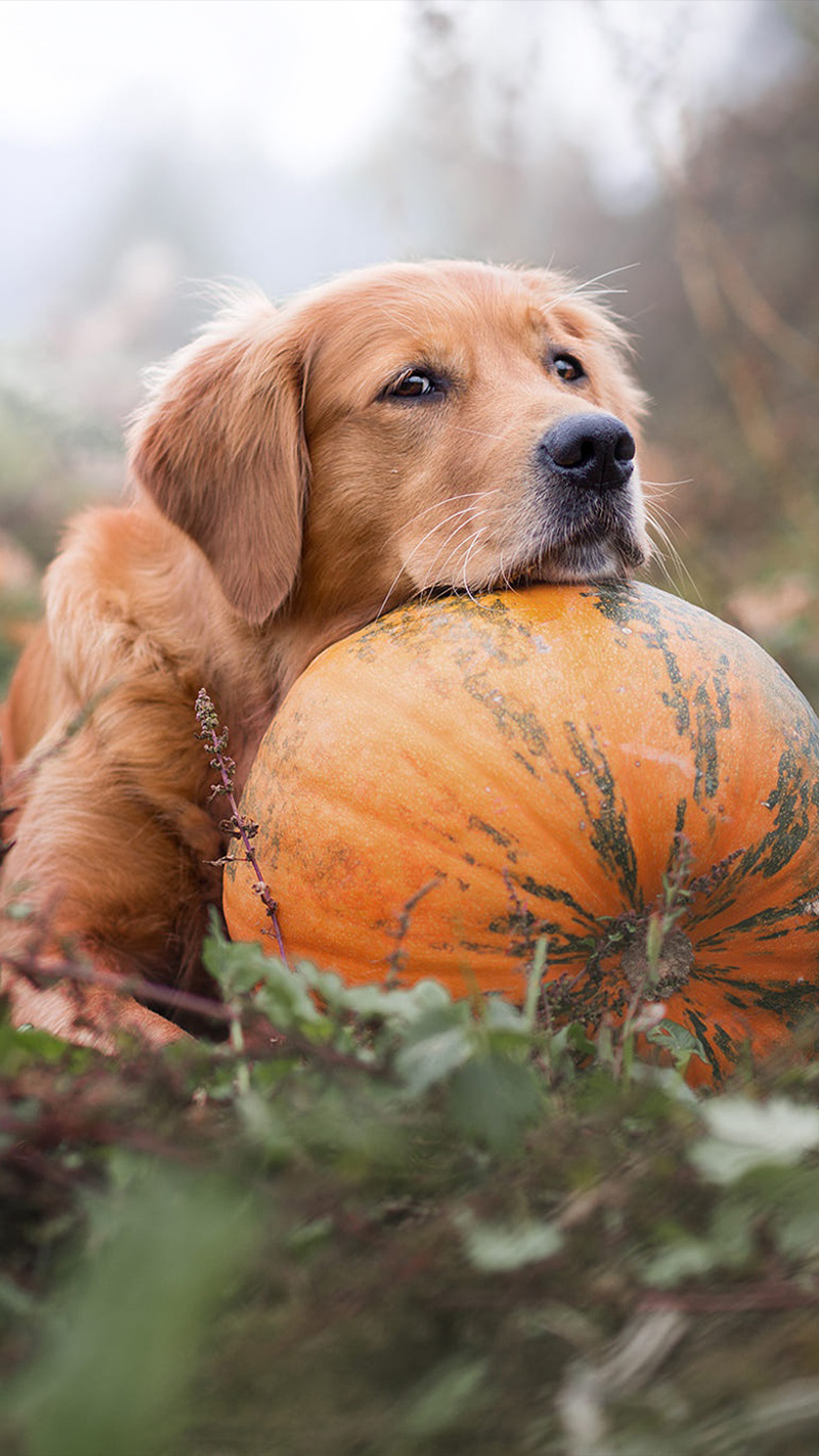Undertale phone wallpaper ·① download free backgrounds for. Golden Retriever Pet Dog Pumpkin 4k Ultra Hd Mobile Wallpaper