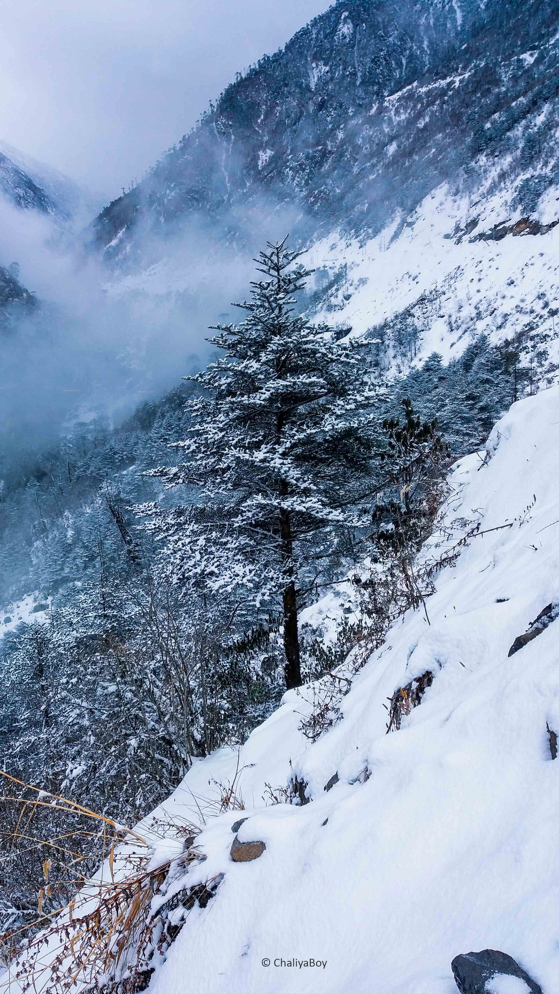 A lovingly curated selection of 1100+ free 4k snow wallpapers and background images. Pine Tree Winter Snow Hills 4k Ultra Hd Mobile Wallpaper