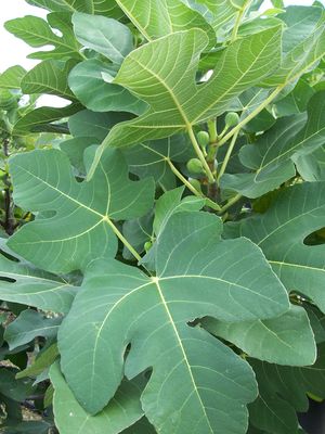 How To Grow A Fig Tree In Your Backyard Gardener S Path