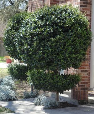 The term total fertility rate describes the total number of children the average woman in a popul. Ligustrum Japonicum Texanum Ligustrum Waxleaf From Mortellaros