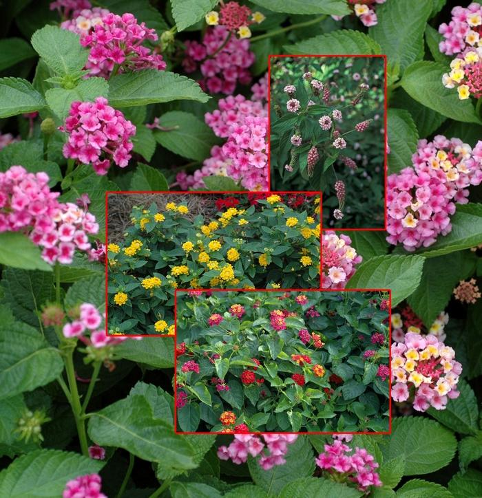 Lantana sp. '' lantana, irene from mortellaros