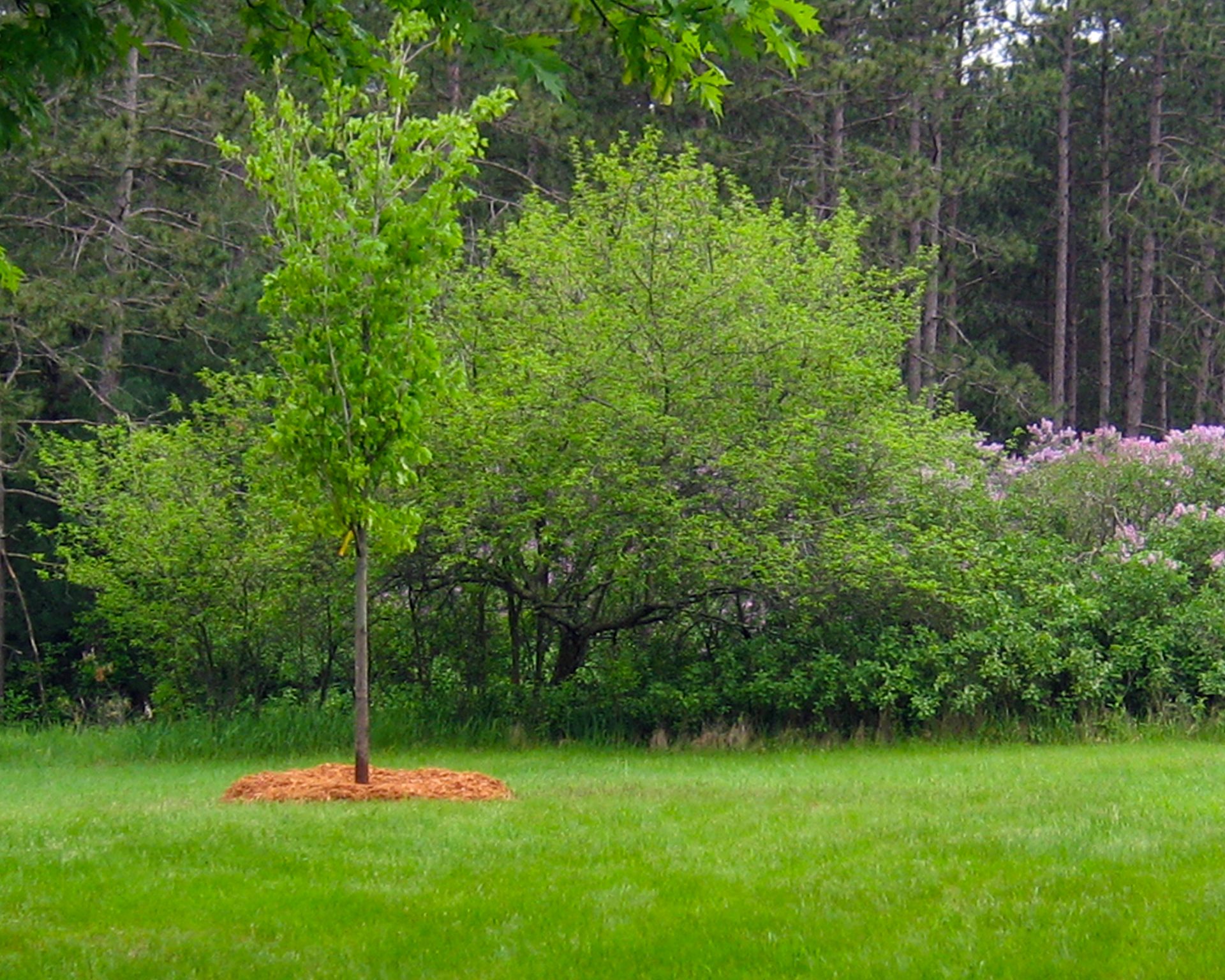 Finished tree planted with sphagnum moss