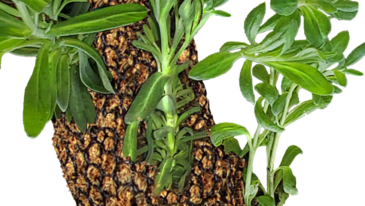 Mosser Lee Living Wreath with herbs planted