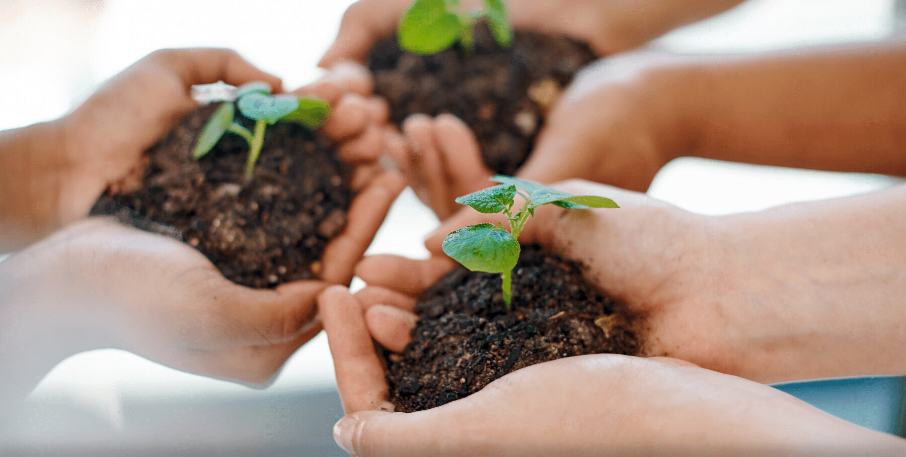 How to prepare trays for seed starting