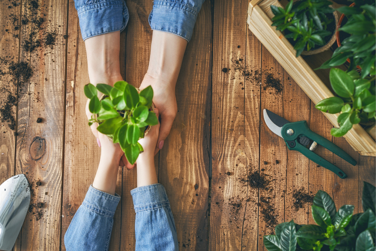 How to Plant Seed Stock