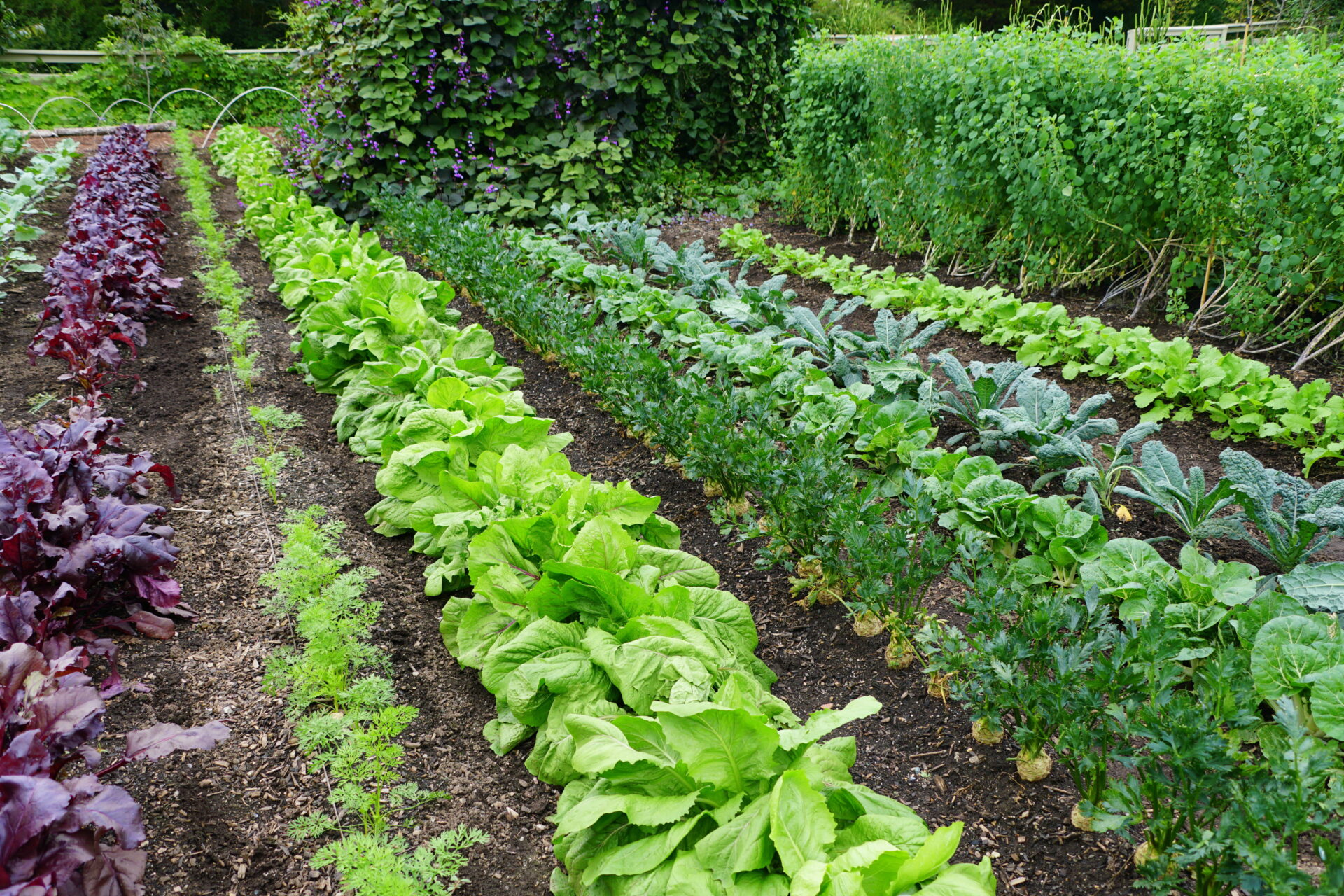 Rows of vegatables growing in a garden