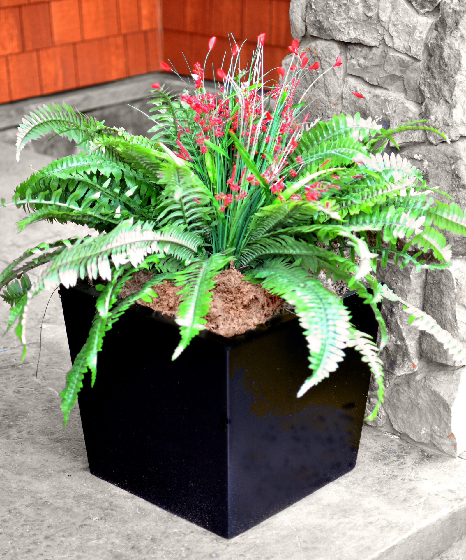 fern in planter with sphagnum moss
