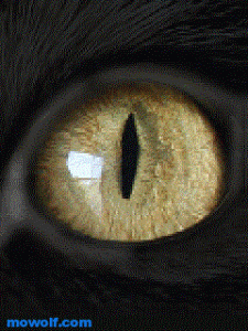 nokia-photos-mowolf.com (11)