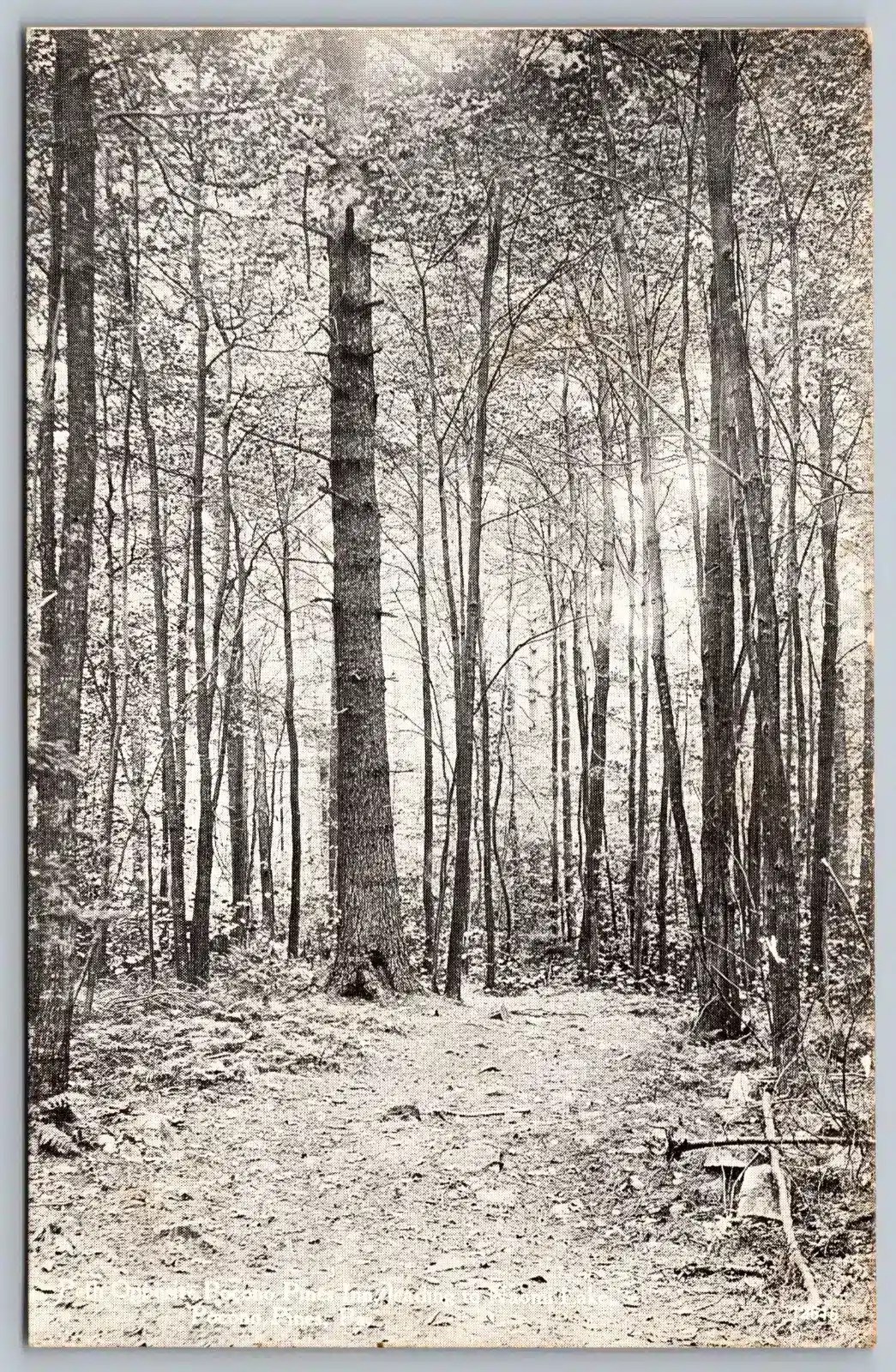 Part of the Assembly Postcard Collection Lake Naomi Pocono Pines History - Mr Local History Project