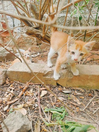 Cats for adoption in india