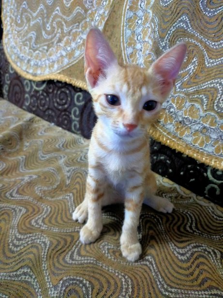 Cats for adoption in india