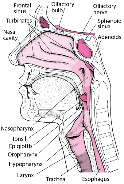 pics Throat Pictures Of The Inside Of The Nose msd manuals
