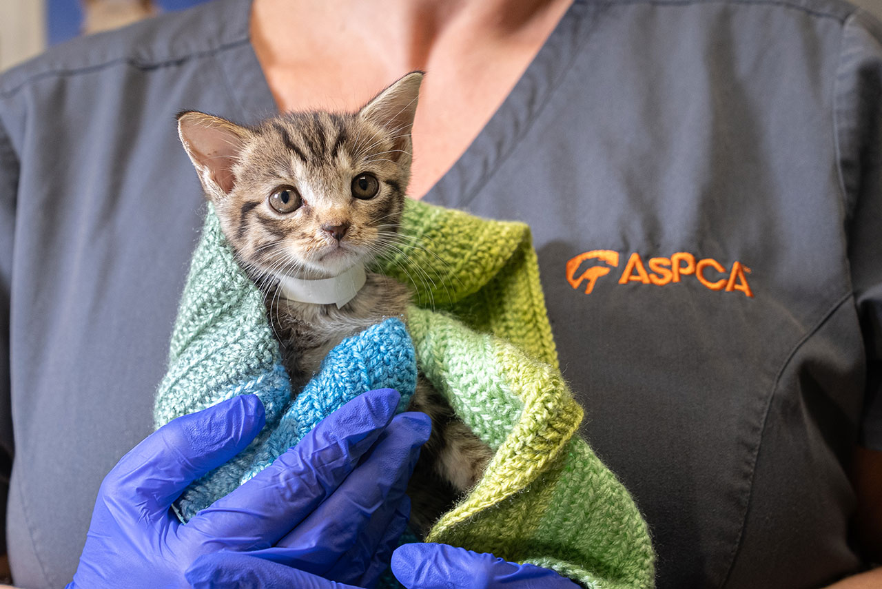 Every animal has an individual personality and disposition. Keeping an open mind and heart when adopting means you may fall in love with a pet you’d never considered before. (credit - ASPCA®) Every animal has an individual personality and disposition. Keeping an open mind and heart when adopting means you may fall in love with a pet you’d never considered before. (credit - ASPCA®)