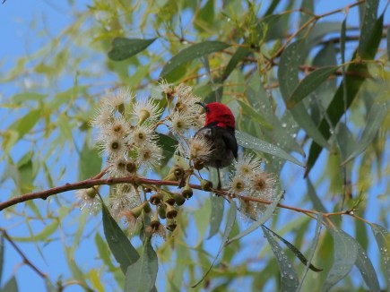 Scarlet Honeyeater Scarlet Honeyeater