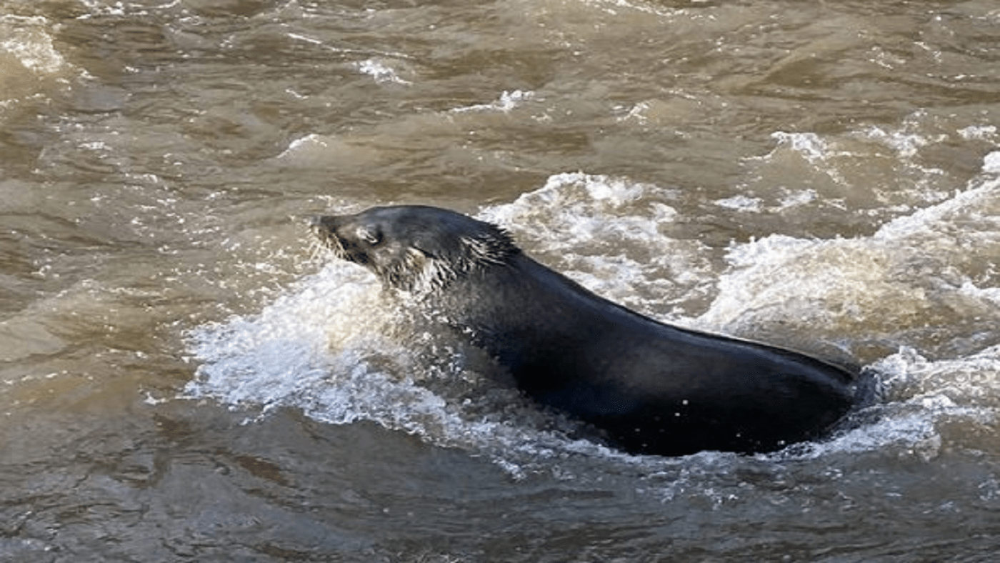 Salvatore: The Yarra Seal