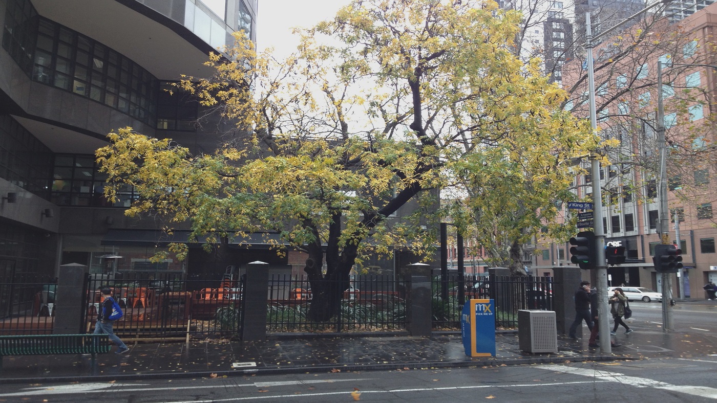 Melbourne’s Only Honey Locust Tree