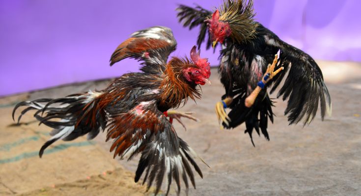 Cockfighting