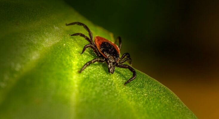 Tick on the leaf