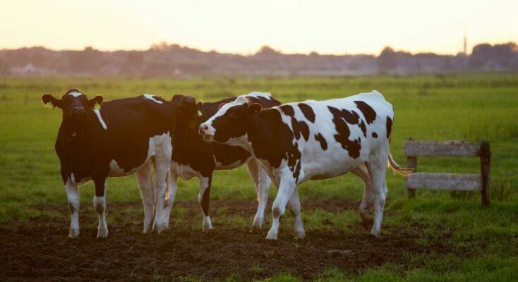 Cows