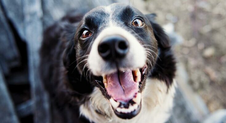 Adult black and white border collie