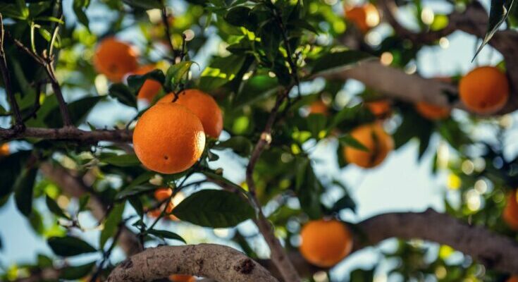Orange fruit on tree
