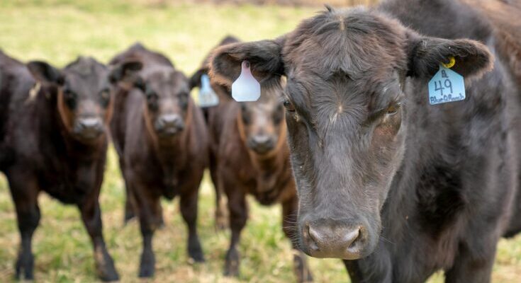 Group of cows on green grass field