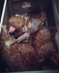The nest box at bedtime