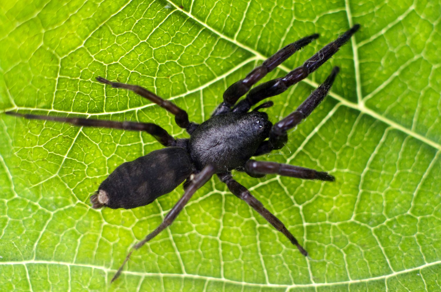 images Spider Bites Pictures Australia mydr com au