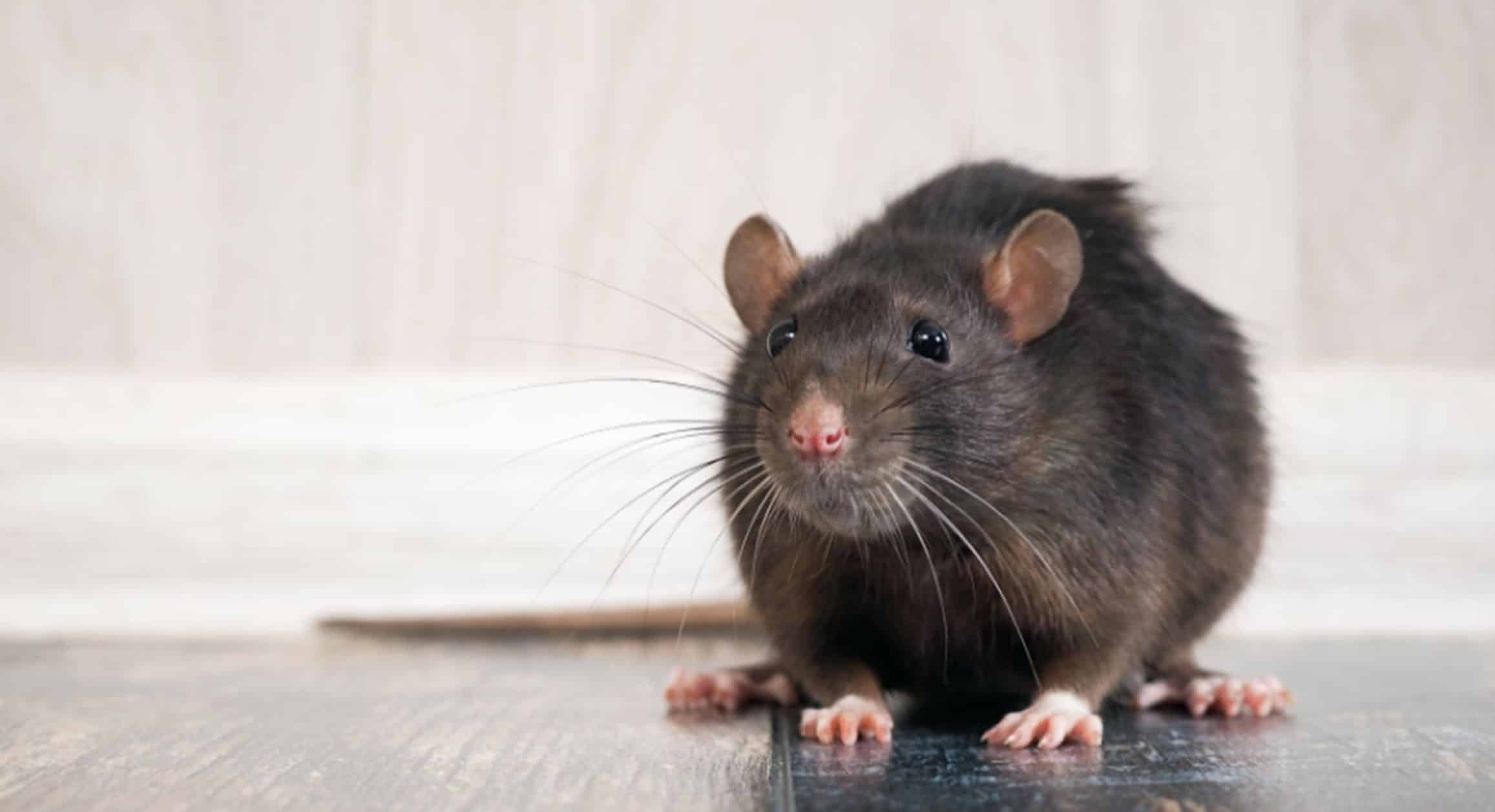 Rodent control methods like, assessment, exclusions, baiting and trapping are all part of our rodent control programs