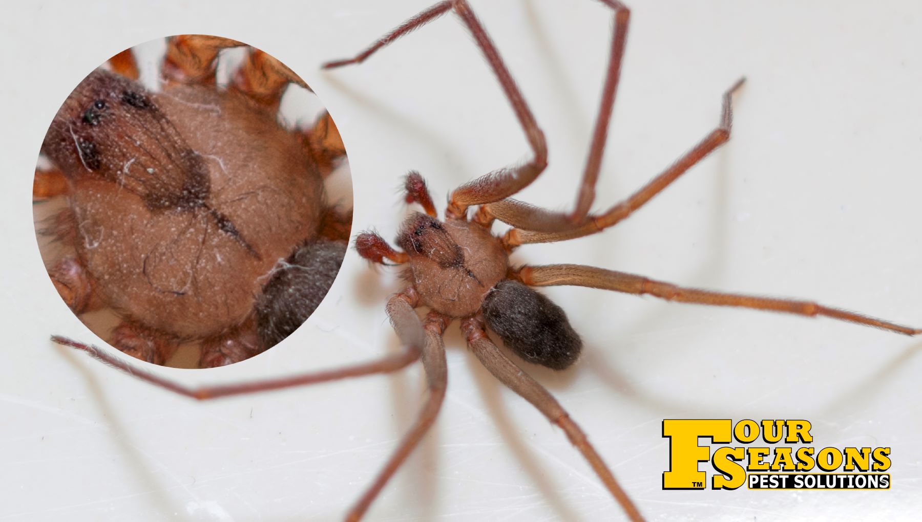 The distinct "fiddle" marking on a brown recluse spider sets it apart from other native spiders.