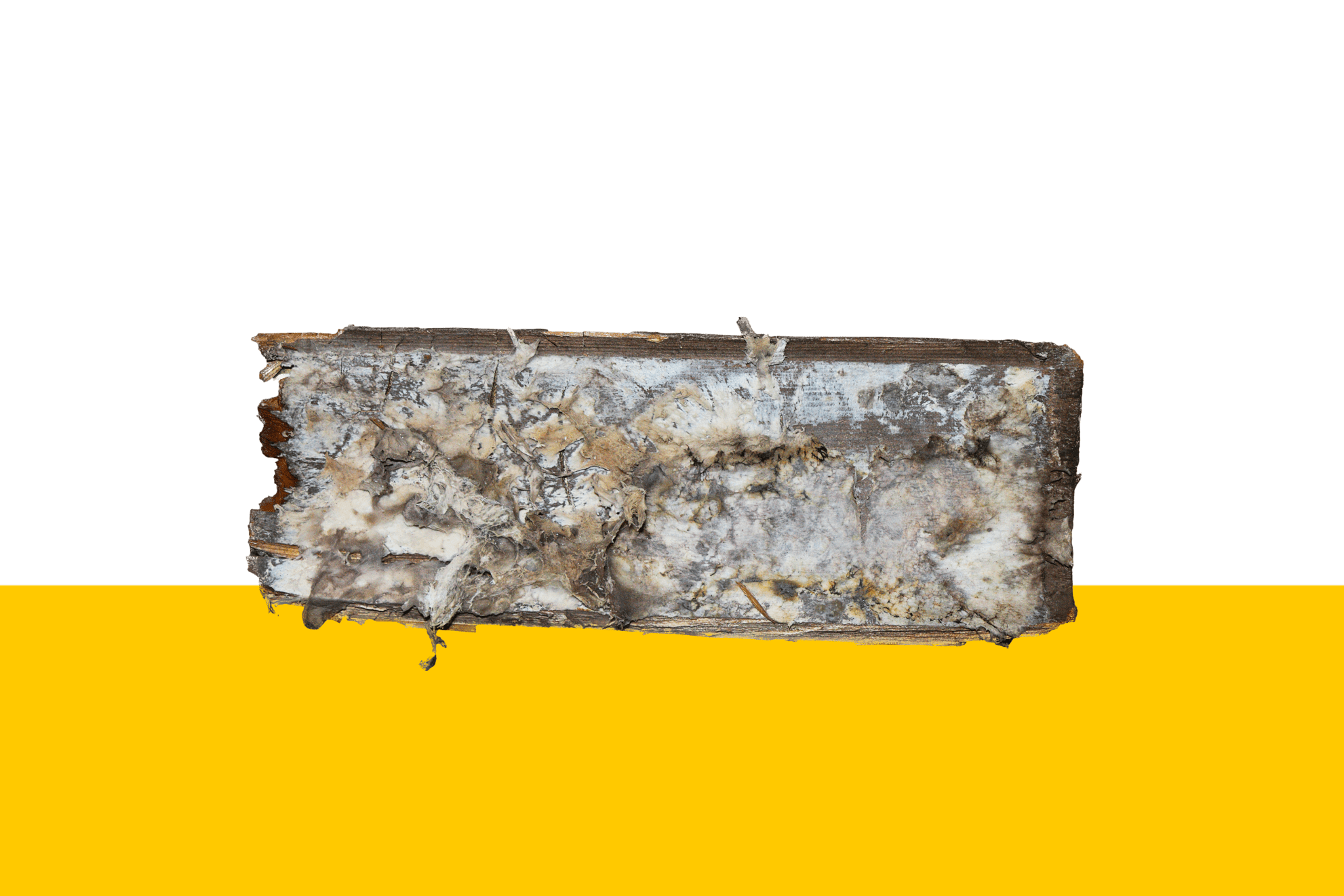 Four Seasons Pest Solutions provides Somerset, KY Fungus and Mold Control Services