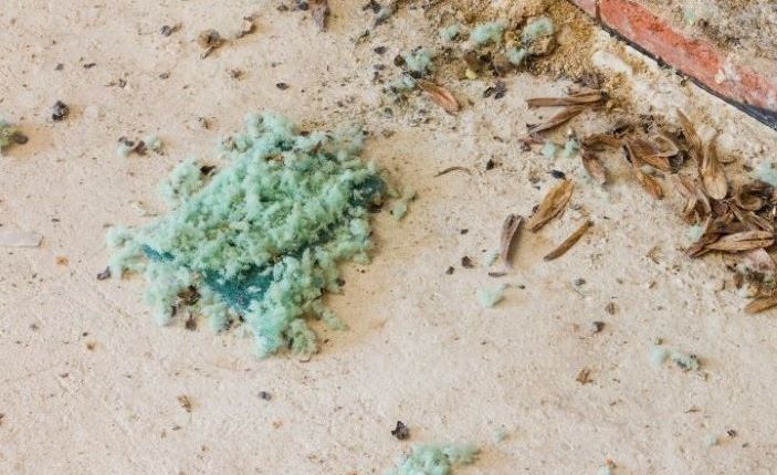 Unstructured nests are indicative of poor conditions for rodents which may include overcrowding, lack of food or other resources and overall unhealthy populations.