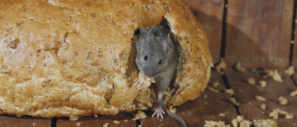 Mice will eat many foods leaving behind destruction and contamination in their wake.