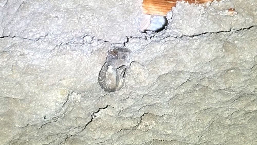 Mice will die wherever they live. If that's in your walls or attic then so be it.