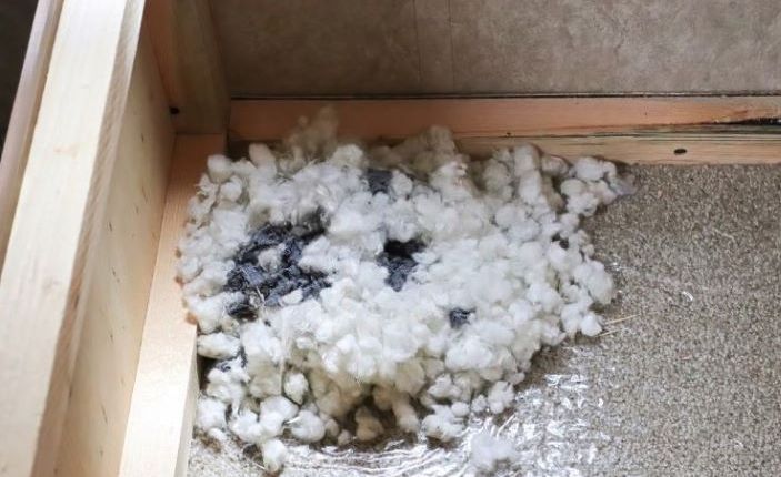 Well structured nests indicate that rodent populations are thriving with adequate resource availability.