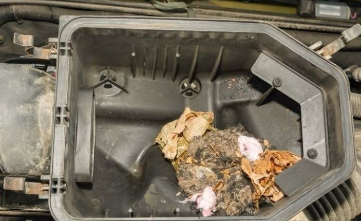 Rodents may harbor and nest within areas of vehicles, like this breather box. This can cause major problems including electrical and engine failure.