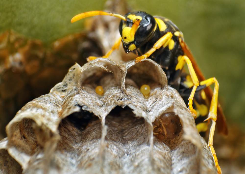 Wasp eggs are laid in the nest and cared for until they emerge as adults.