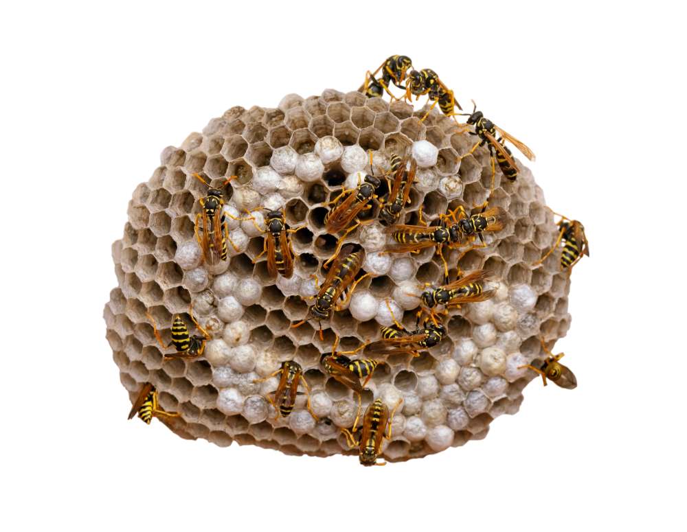 How to control wasps nests when they are large requires knowledge and skills