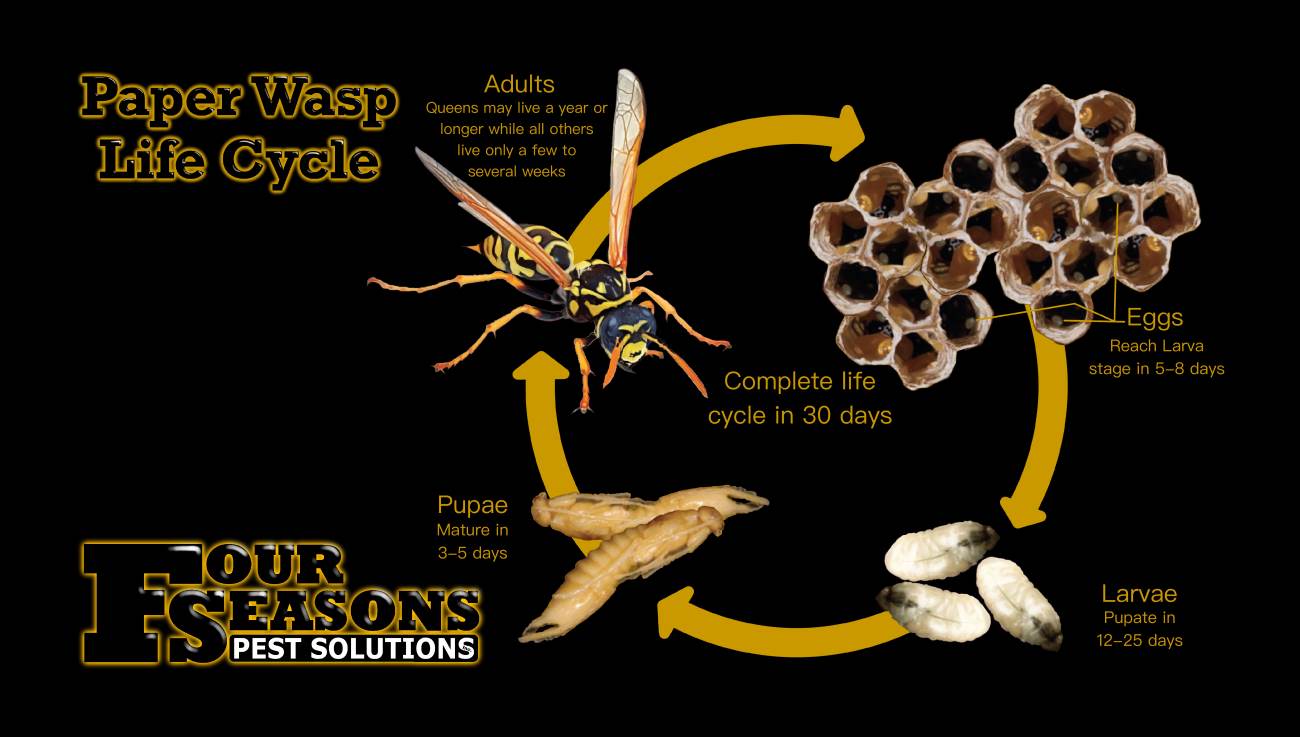 Understanding the lifecycle of a wasp can help reduce their infestations