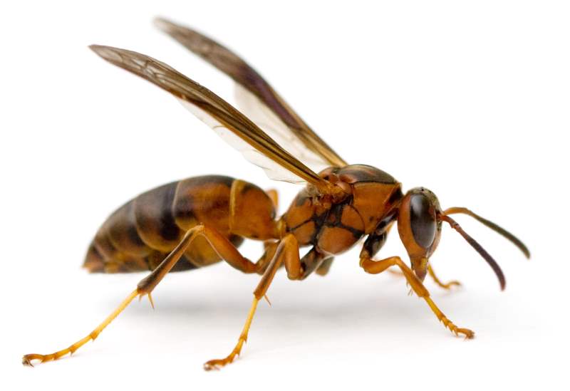 Paper wasps are the most common wasps encountered.