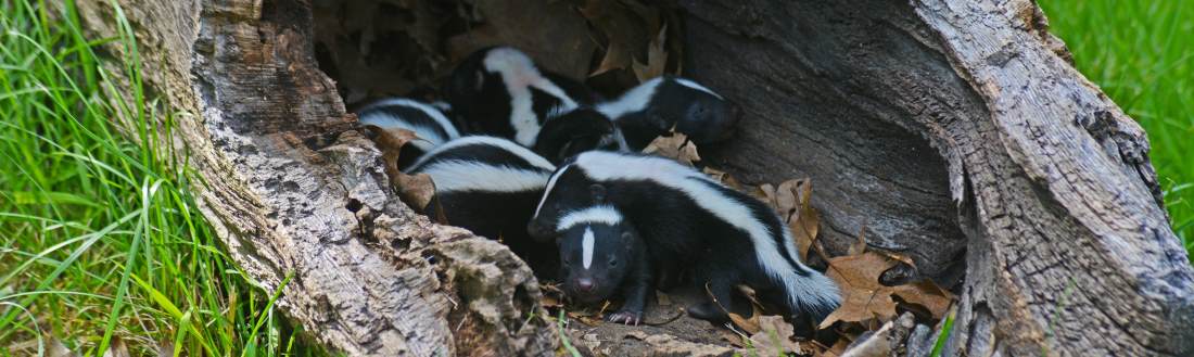 Skunks like dark areas for their dens. In nature, this can include logs, under rocks, in the ground and more. In urban environments, it could include under your outbuilding or even in your crawl space. When this happens, skunk removal services may be in order.