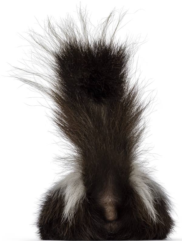 It's hard to miss the smell of a skunk. When there's one present on your property, you'll know it. If that smell persists for more than a few days, you'll know you need skunk removal.