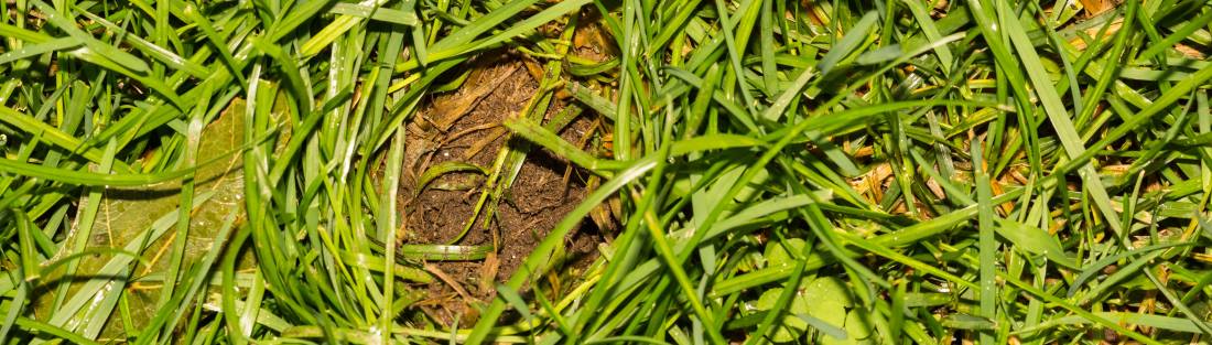 Although most spots where skunks dig for grubs and earthworms are small, larger ones can pose tripping risks, especially in children and the elderly.