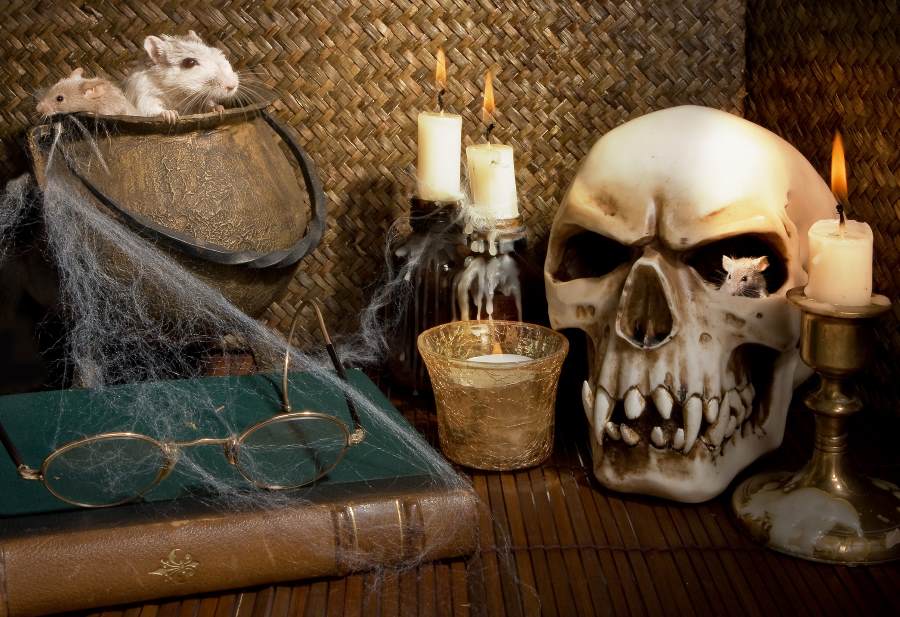 Halloween and other holiday decor that has been stored away for extended periods could contain rodents or rodent droppings and urine, making them potentially dangerous to bring into the home.
